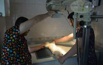 boncuk_animal_club_foto_2